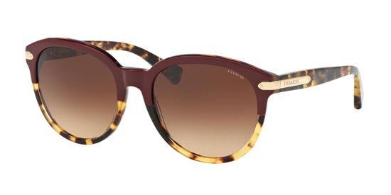 Picture of Coach HC8140 L111 Sunglasses